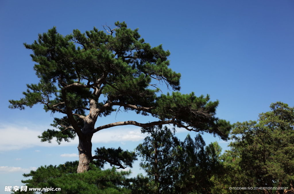松树