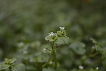 小花