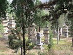 少林寺塔林