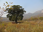 太室山景