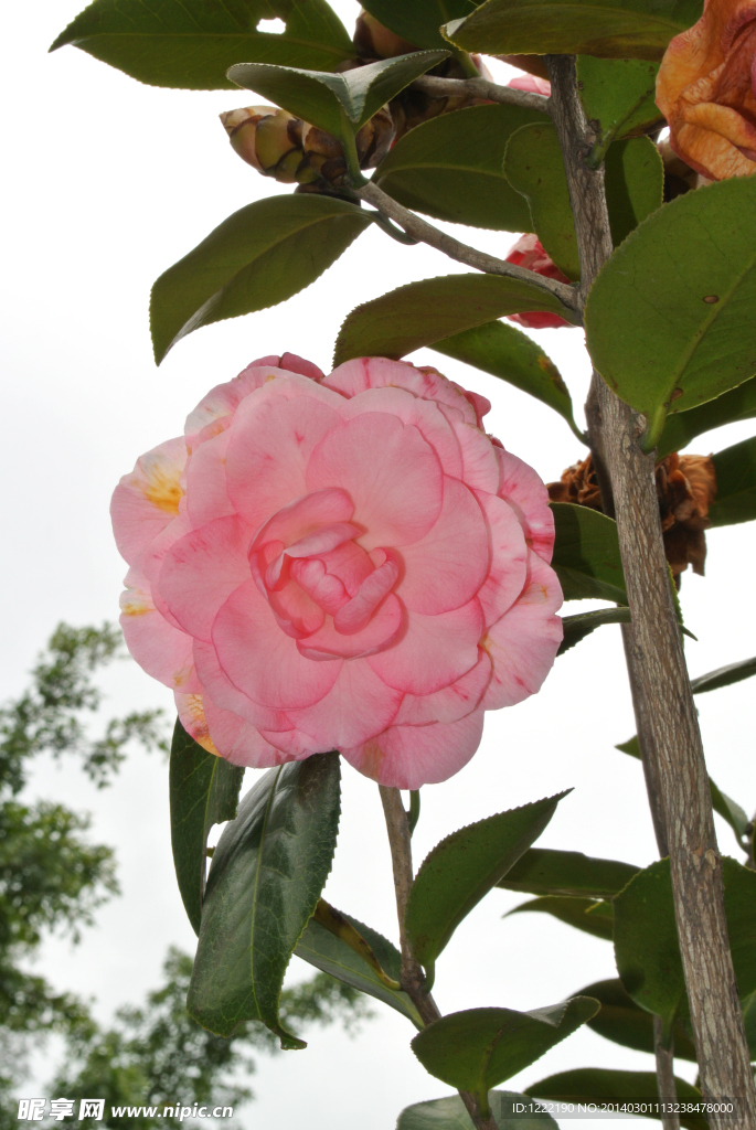 茶花