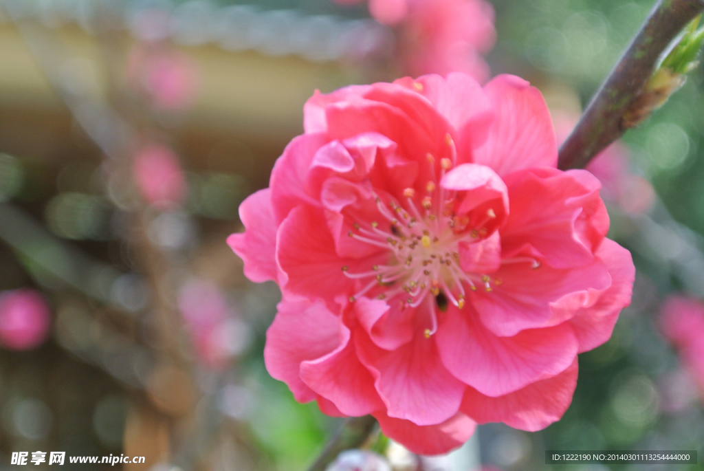 桃花 桃花特写