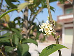 白色小花