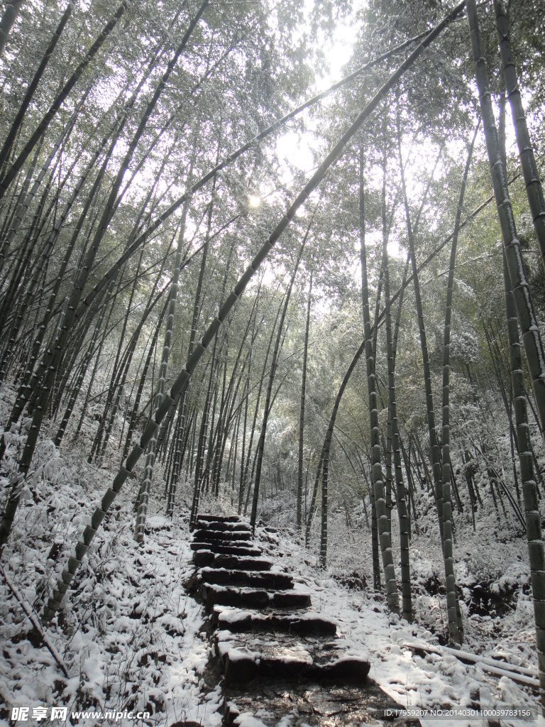 江南竹林雪景