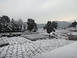 茶园雪景