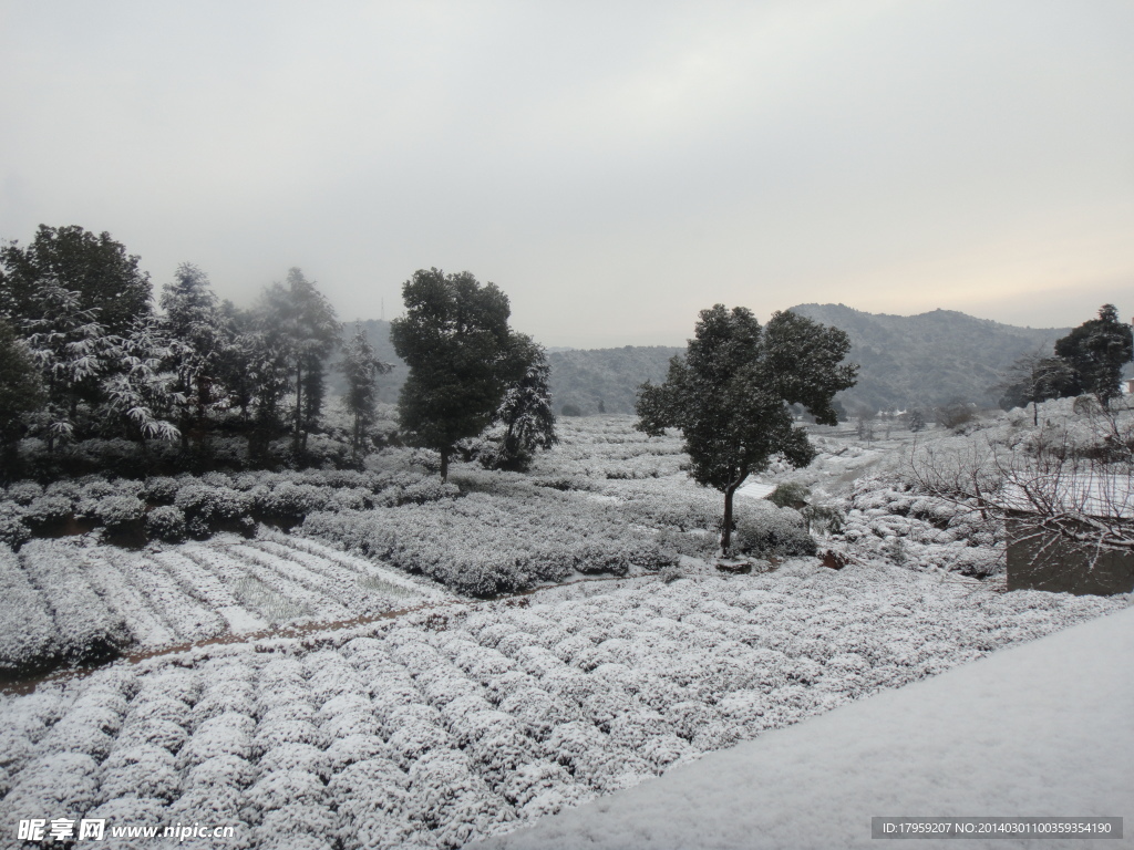 茶园雪景