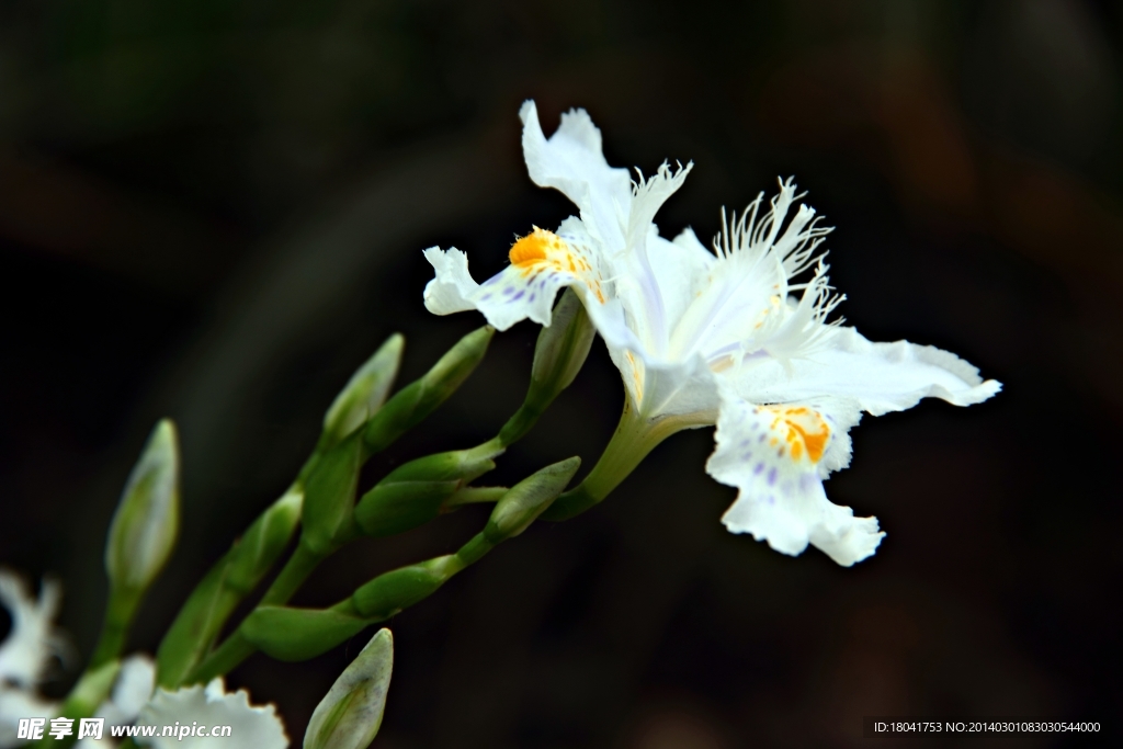 小花 野花