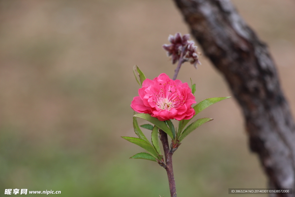 桃花