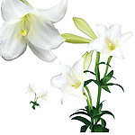 白色百合花