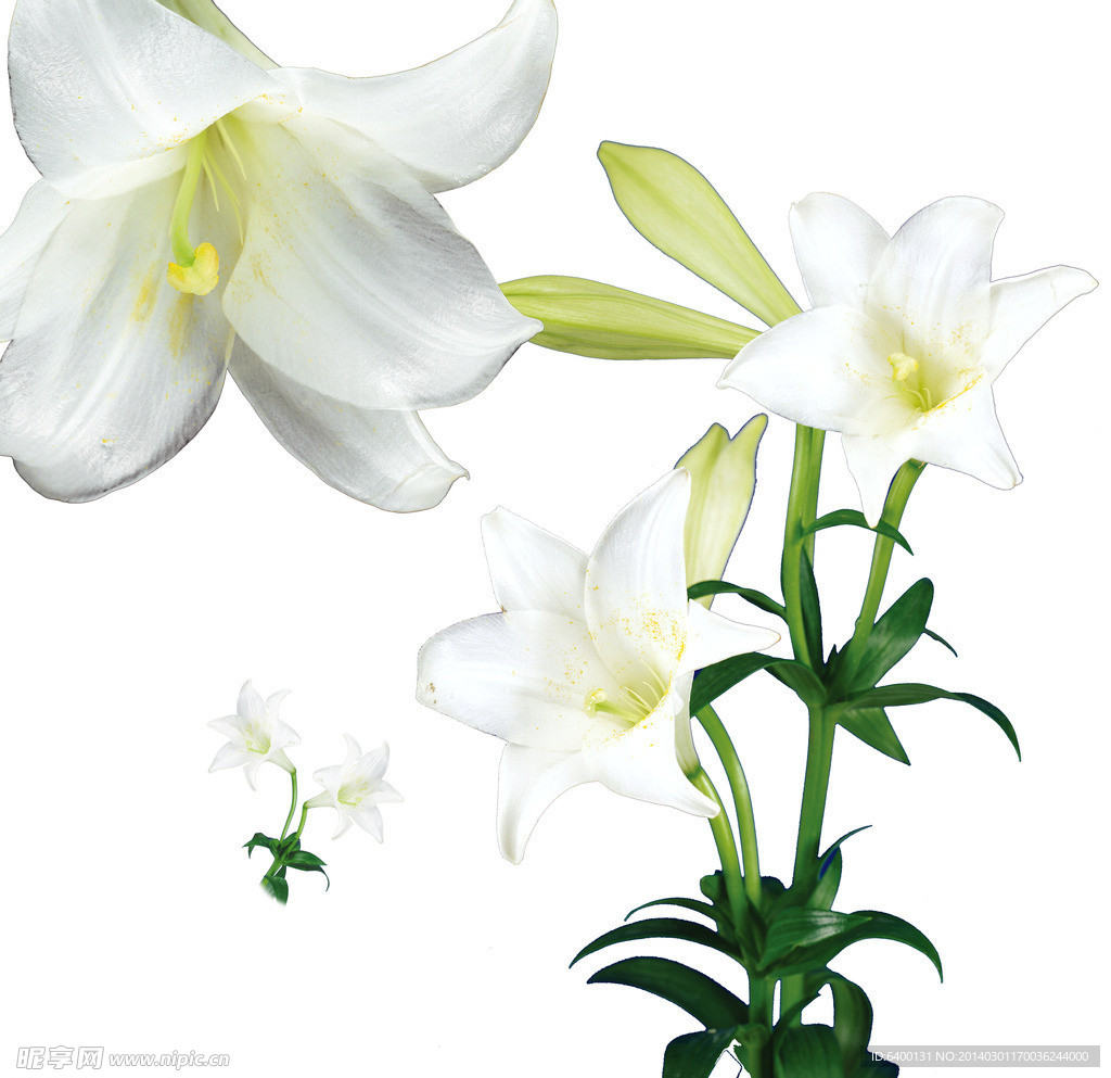 白色百合花