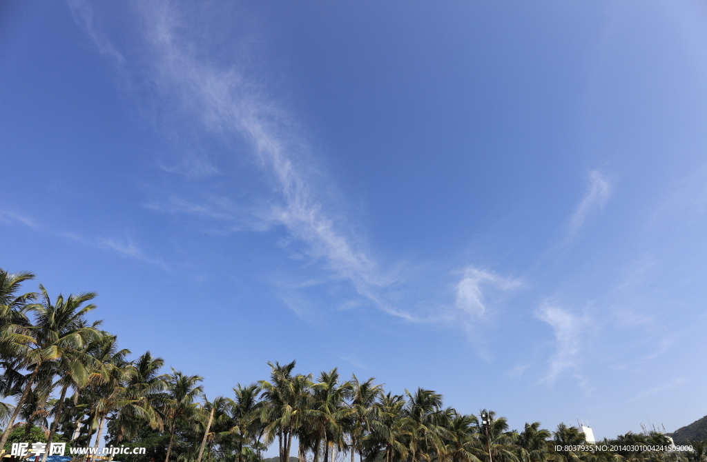 椰树上的天空