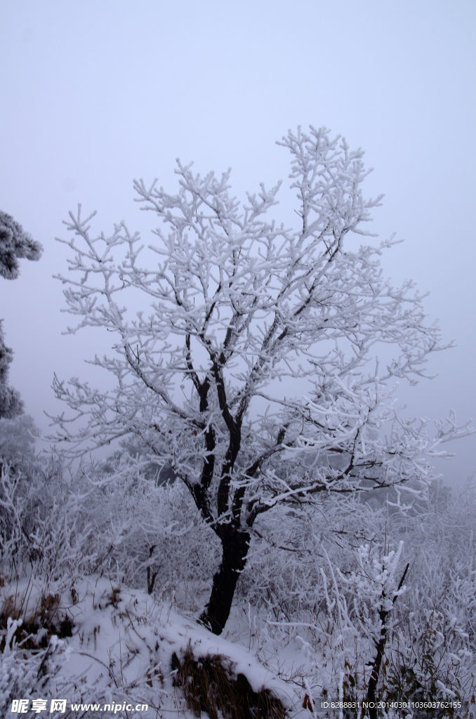 渑池韶山 雪 韶山雪