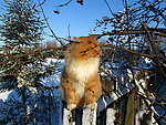 小猫