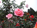 花卉