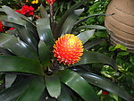 花卉