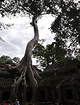 柬埔寨风光
