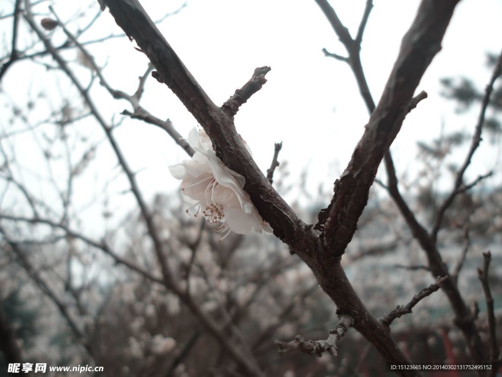 白色桃花