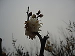 春季白花