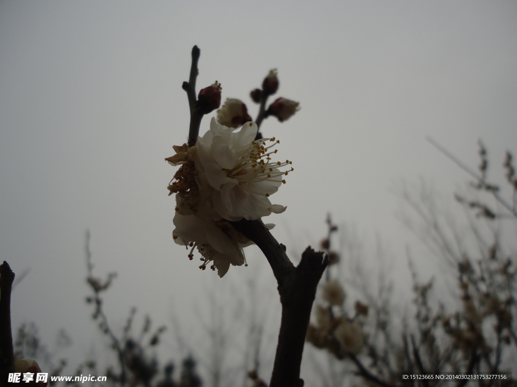 春季白花