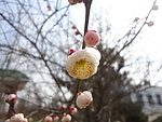白花