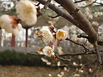 春花绽放
