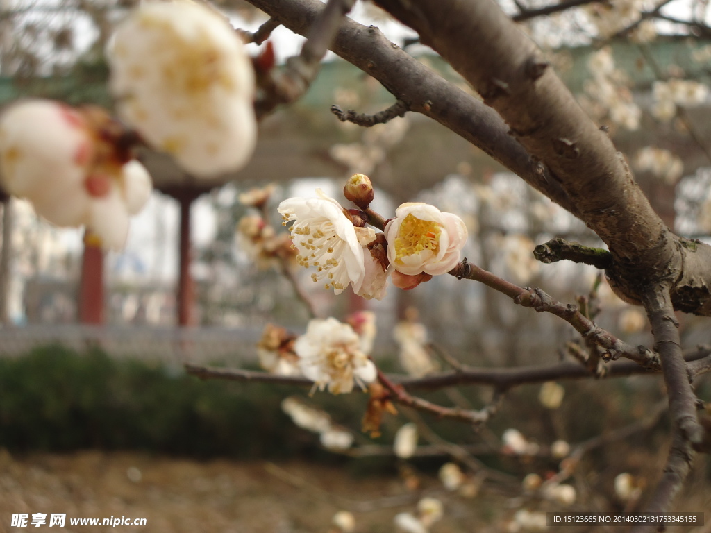 春花绽放