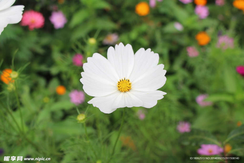 格桑花