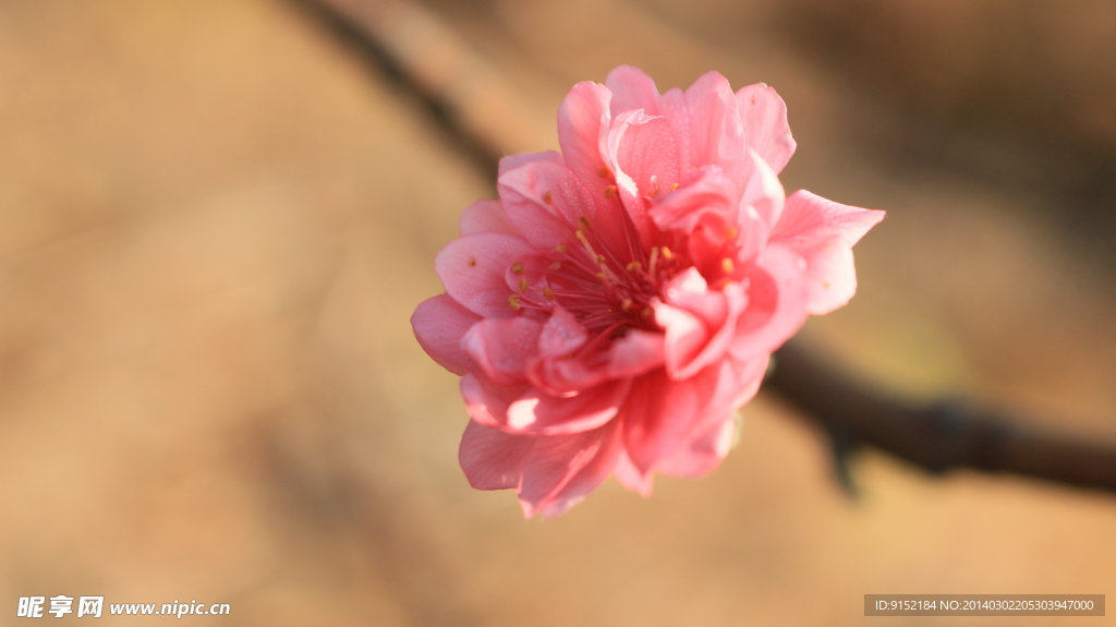 美丽的桃花