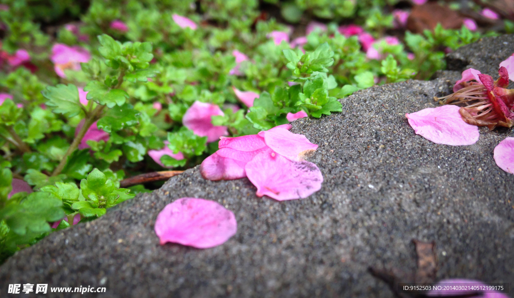 梅花
