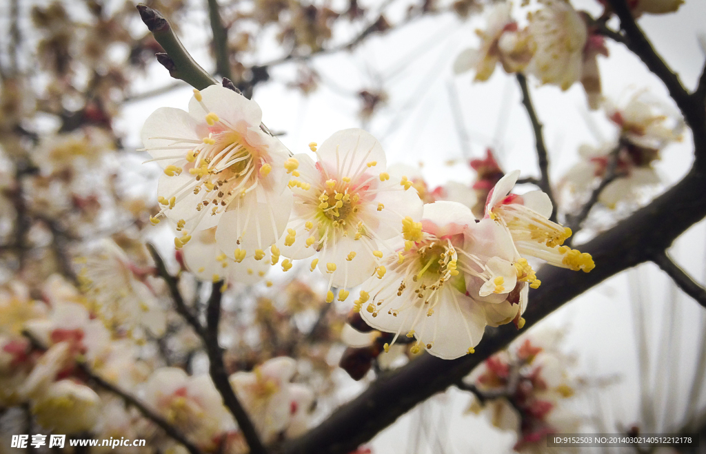 梅花