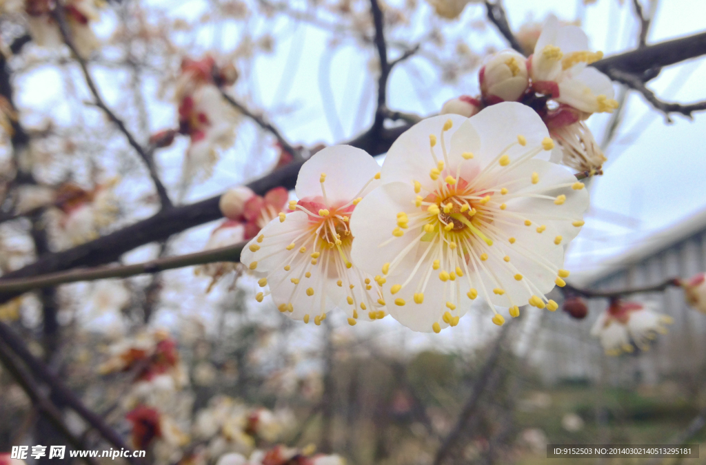 梅花