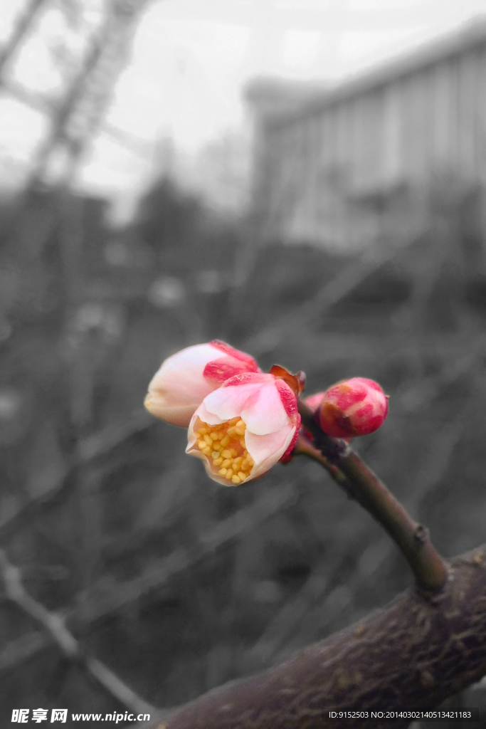梅花