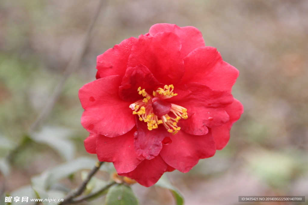 茶花