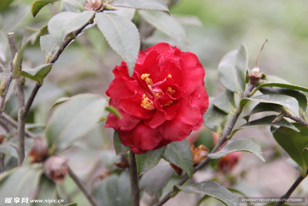 茶花
