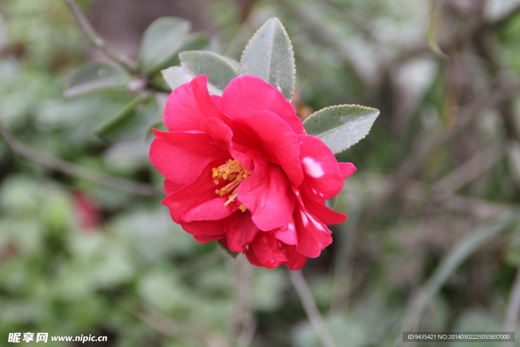 茶花