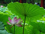 莲花