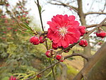 碧桃花