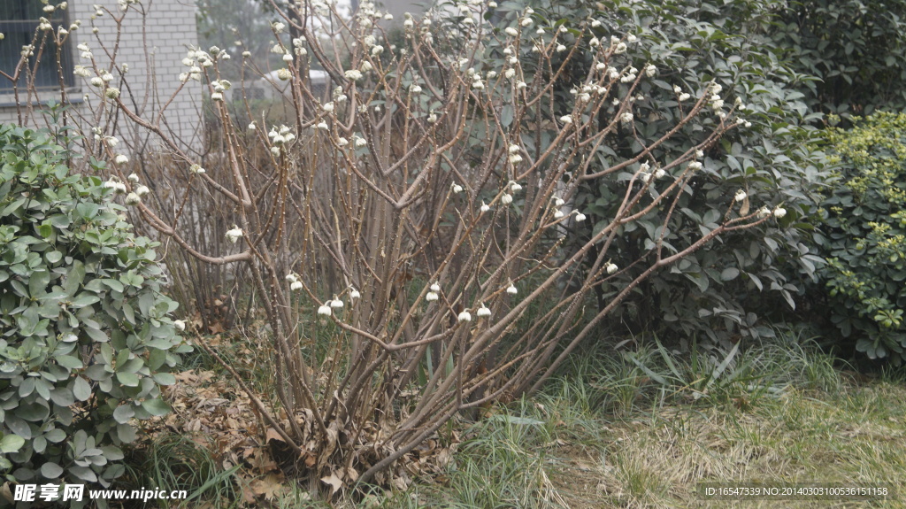 绿植 花苞