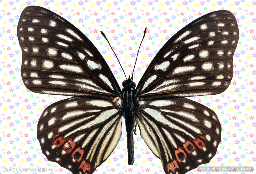 红黑色蝴蝶