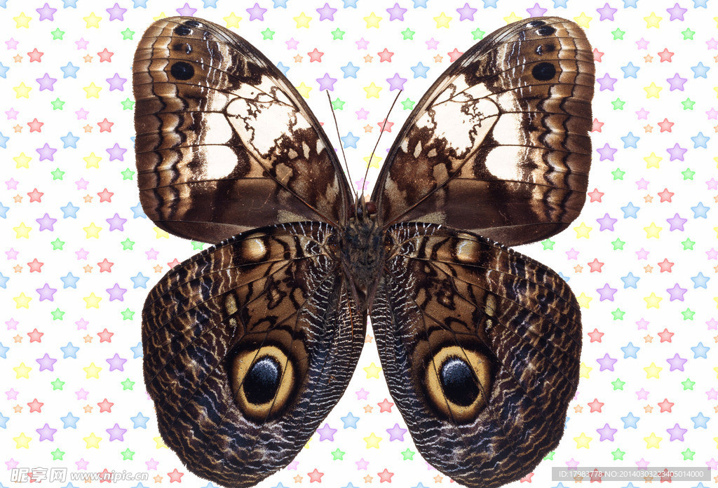 灰色雌孔雀翎图案蝴蝶