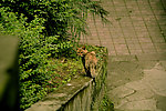 猫回头