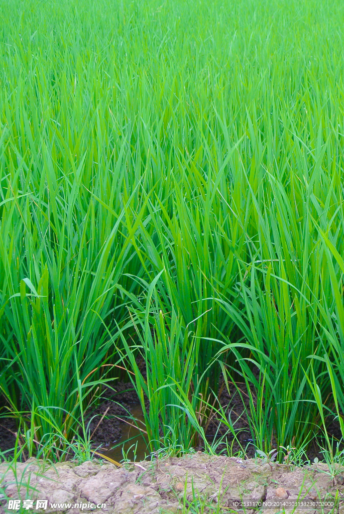 麦田