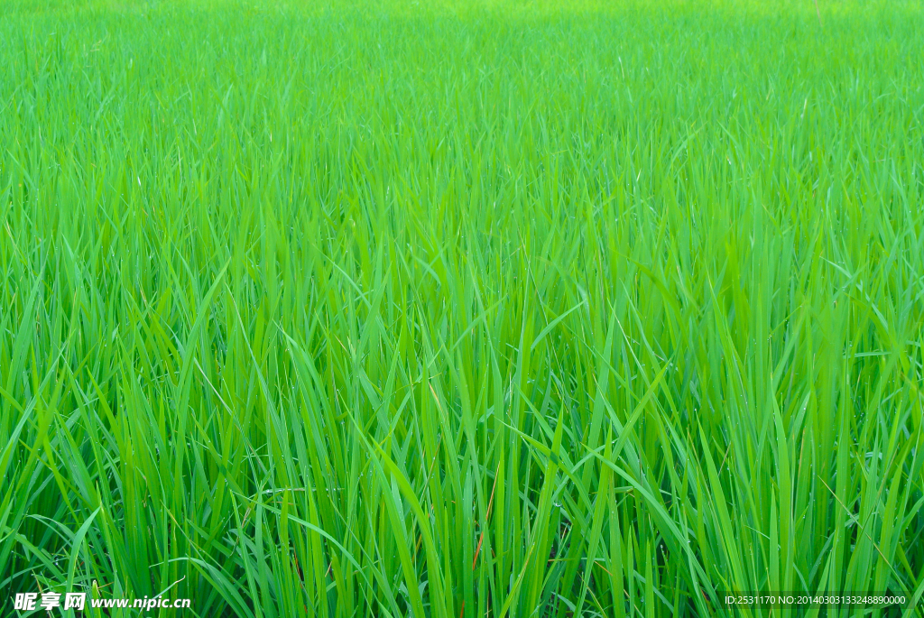 麦田