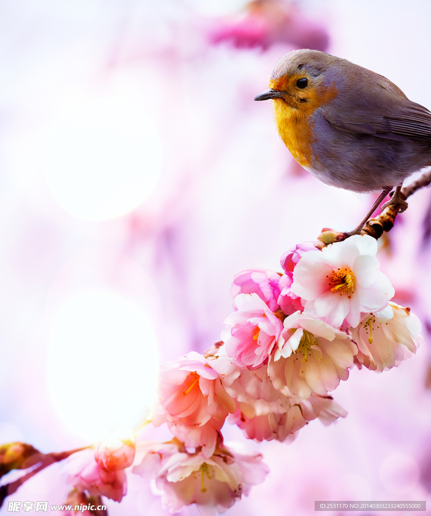 桃花