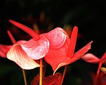 红掌