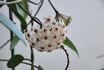 球兰花