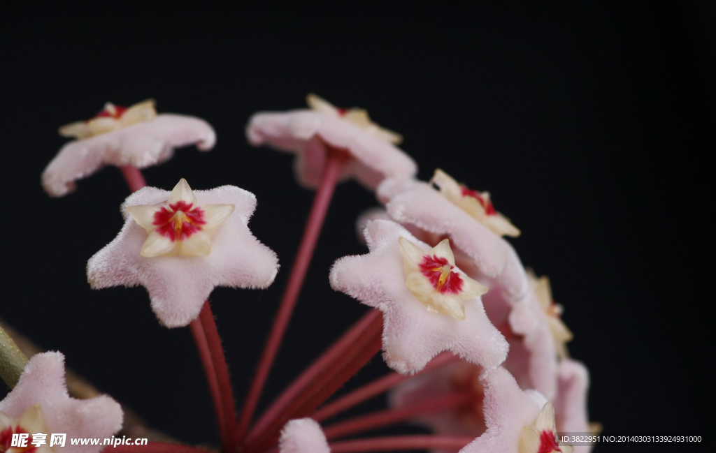 球兰花