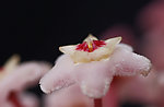球兰花
