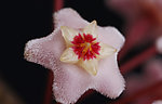 球兰花