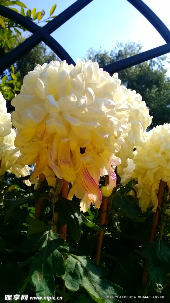 菊花